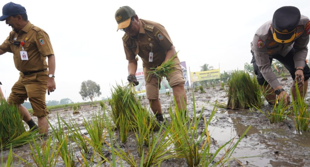 Bersama Petani Menanam dan Memanen Padi di Desa Rangas Hambuku Martapura, Gubernur Bersyukur Ditengah Kemarau Masih Bisa Panen Padi