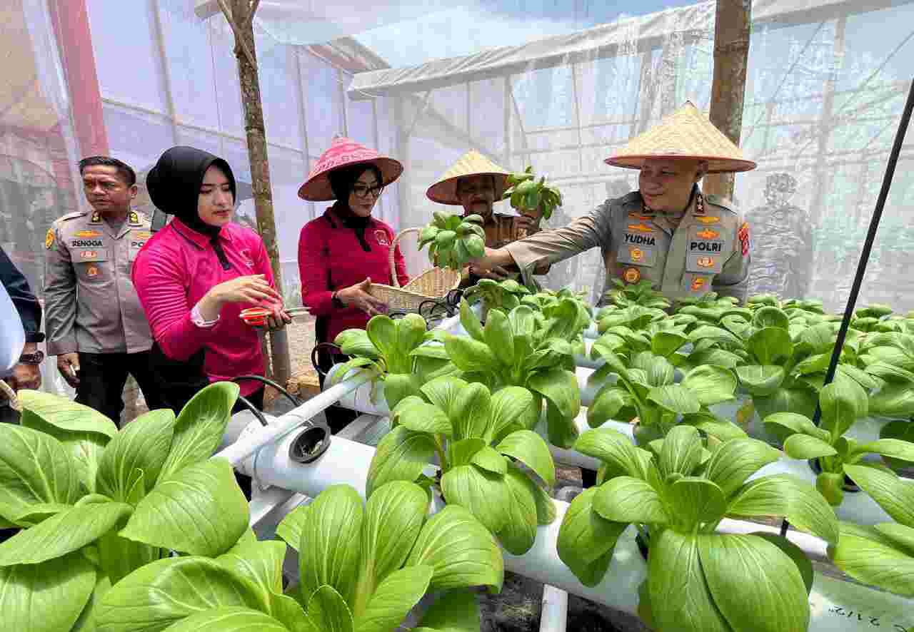 Serius Dukung Ketahanan Pangan Polda Kalsel Panen Sayur-Sayuran