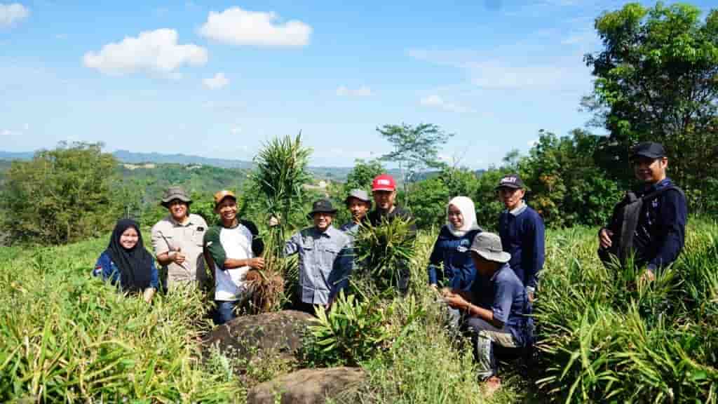 Pemprov Kalsel Dorong Pengembangan Jahe Merah di Tapin, Targetkan Jadi Komoditas Unggulan Nasional