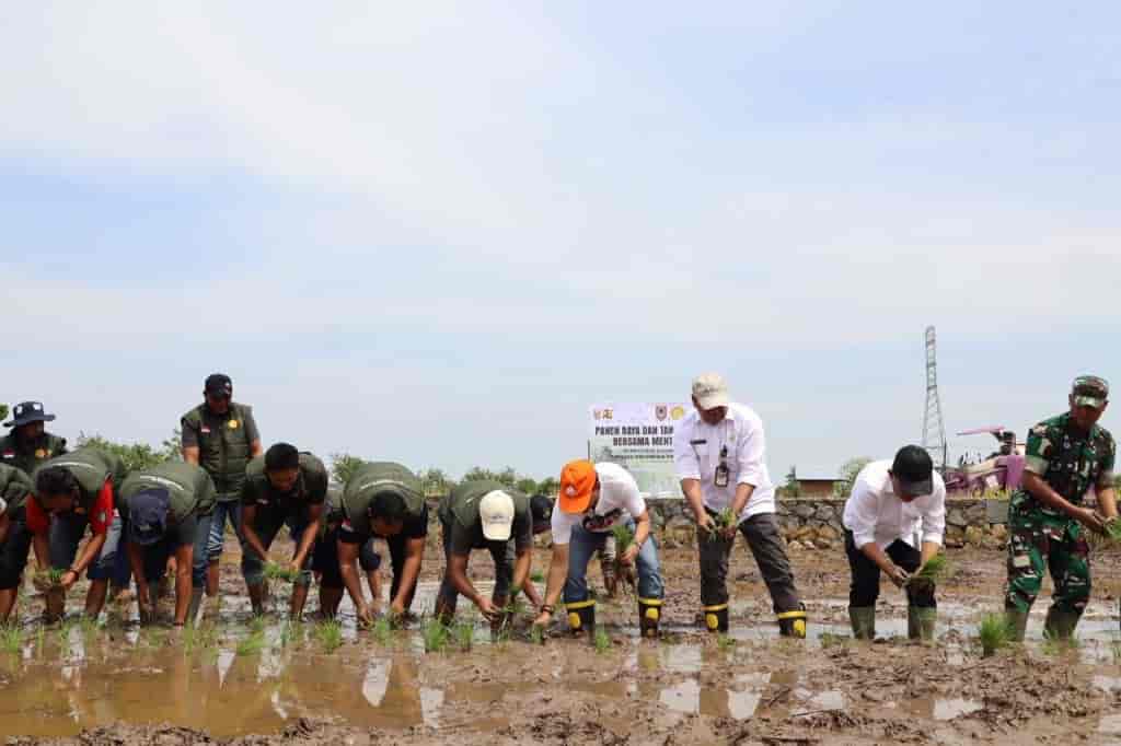 Kalsel Mantap Jadi Lumbung Pangan Nasional, Produksi Padi Tembus 1,3 Juta Ton