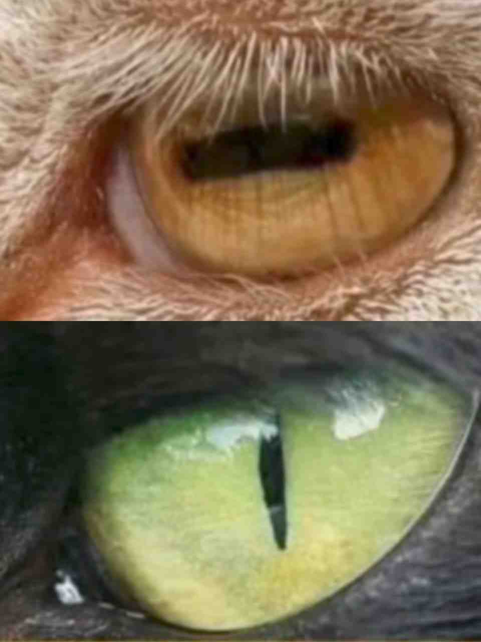 Kenapa Garis Mata Hewan Pemakan Rumput Horizontal, Sedangkan Pemakan Daging Vertikal?