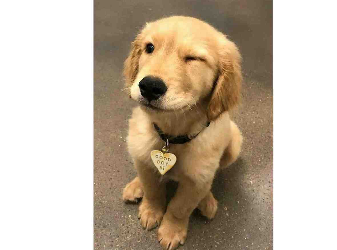 Anjing Bisa Mendeteksi Kejang Epilepsi Sebelum Pemiliknya Sadar, Kok Bisa?