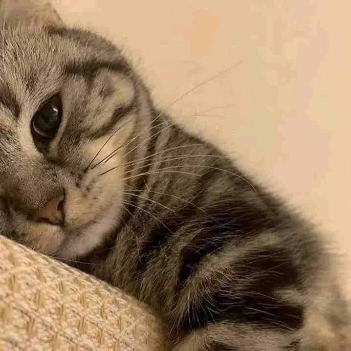 Fakta Unik Kenapa Suara Dengkuran Kucing Bikin Tenang