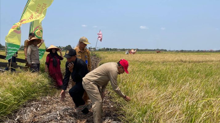 Kemarau Panjang Tak Surutkan Produksi, Kelompok Tani Sri Tunggal Panen Padi 5 Hektare