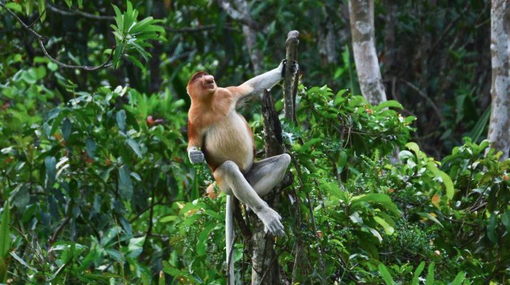 Lindungi Habitat Bekantan, Kolaborasi dan Pemantauan Jadi Kunci
