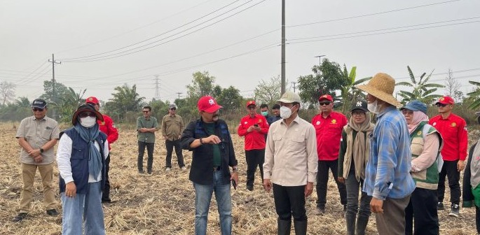 Cegah Karhutla, Wamenko Pangan Pantau Pengolahan Jerami Tanpa Bakar di Banjar